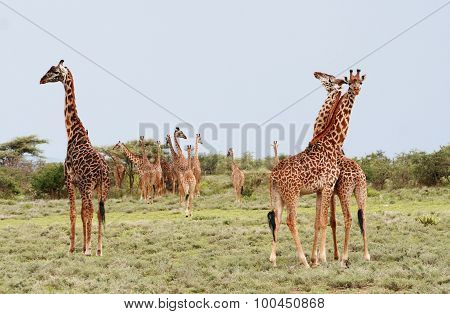 Many Giraffes Grazing In The African Bush, Serengeti Reserve, Tanzania.