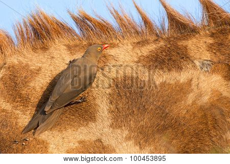 Red Billed Ox-pecker Sitting On A Giraffe Neck Hinting For Insects