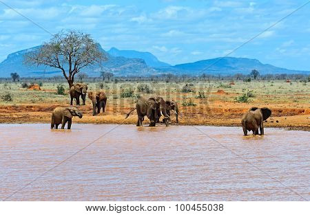 Elephants Tsavo East