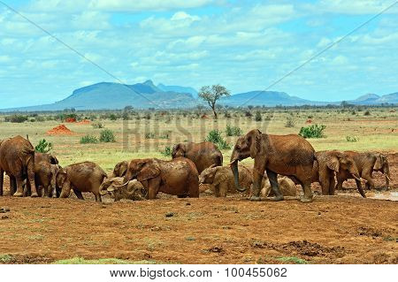 Elephants Tsavo East