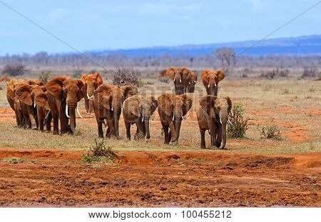 Elephants Tsavo East