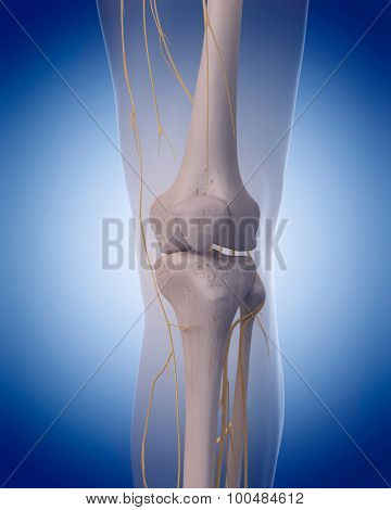 medically accurate illustration - nerves of the  knee