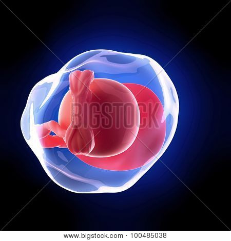 weekly development of a human fetus - week 5