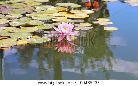 Water Lily (nymphaeaceae)