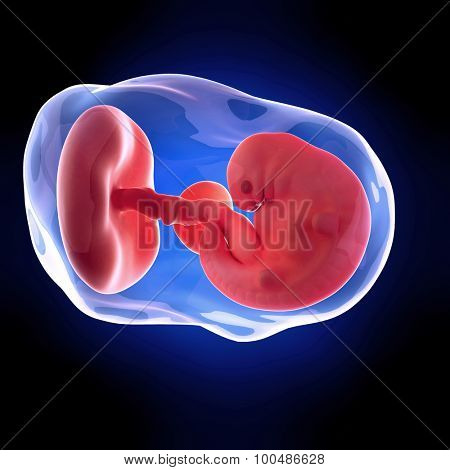 weekly development of a human fetus - week 6