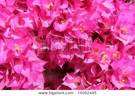 Hübsche Rosa