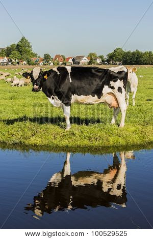 Cow And Ditch Reflection