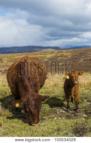Two Cows On Isle Of Skye