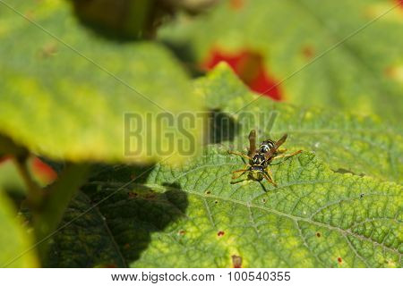 Wasp On A Leaf