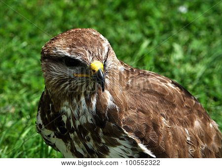 Falcon