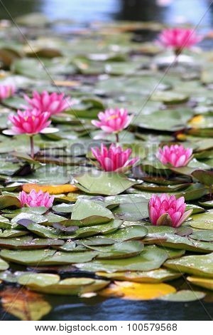 Water Lillies (nymphaeaceae)