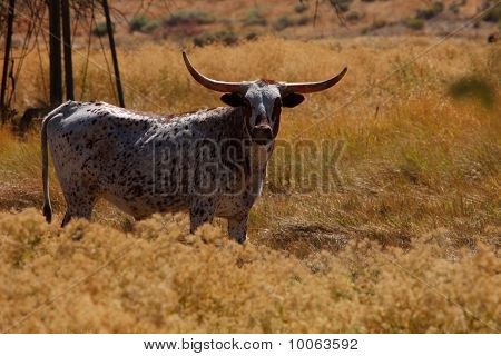 Longhorn