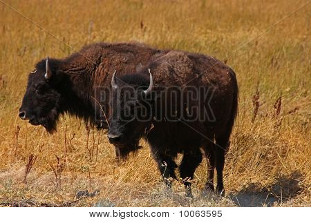Buffalo