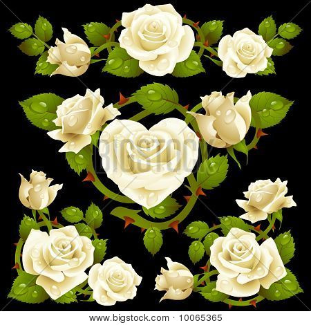 Elementi di design di rosa bianca