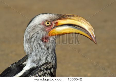 Yellow-Billed Hornbill