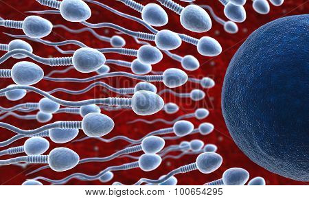 Sperm And Ovum