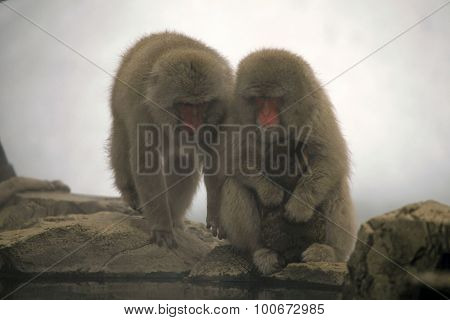 Snow monkeys macaque bathing in hot spring Nagano prefecture Japan