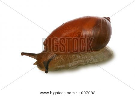 Braune Schnecke