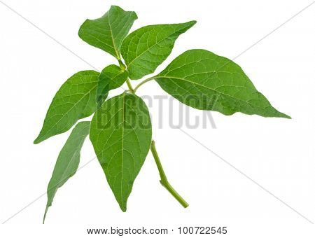 Physalis alkekeng. Green branchi