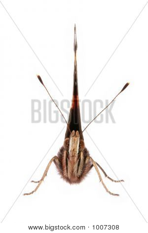 Vorderansicht eines Schmetterlings