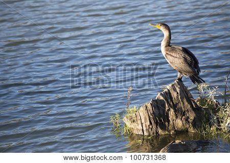 Double-crested Cormorant - Phalacrocorax auritus