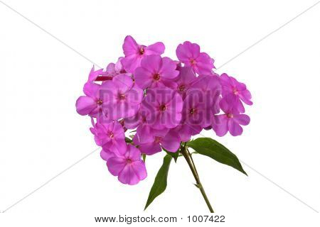 Phlox