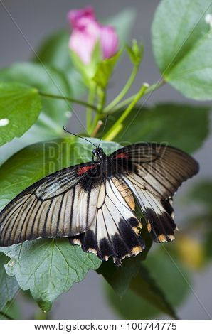 Female great mormon butterfly (Papilio memnon agenor) perching on pink flower