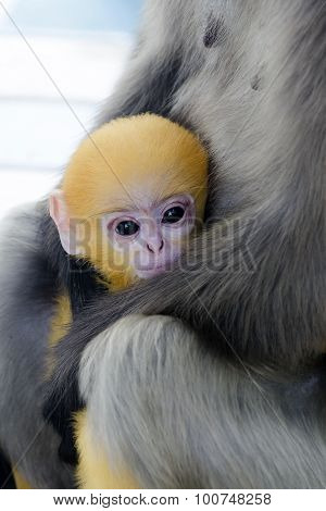 Dusky Leaf Monkey