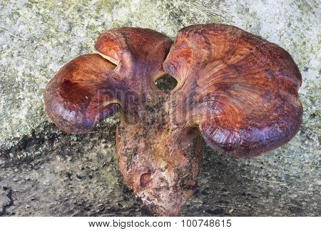 Fistulina Hepatica Fungus