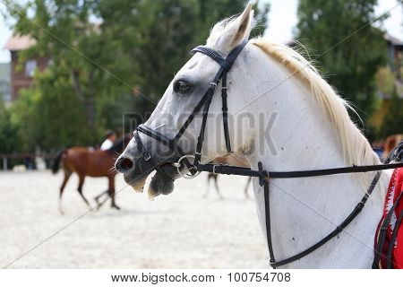 Portrait Of A Dressage  Horse On Nature Background