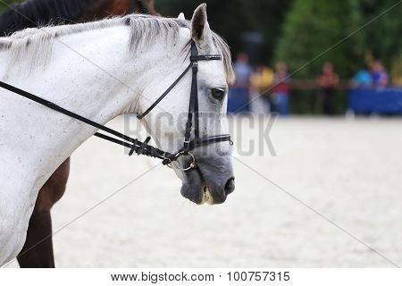 Side View Head Shot Of A Gray Dressage Horse During Training