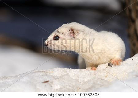 Winter Portrait Of Least Weasel