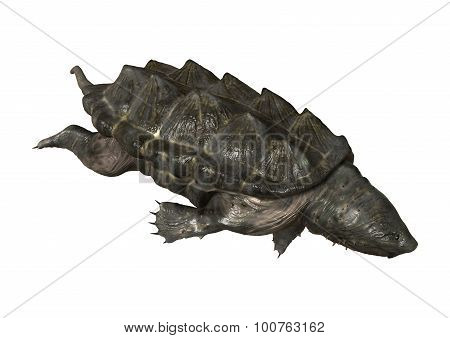 Alligator Snapping Turtle