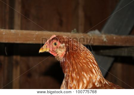 Big Red