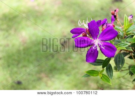 Purple flowers bloossom in Tao Dan park, Vietnam