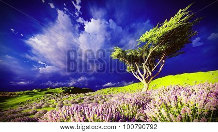 Lavender fields