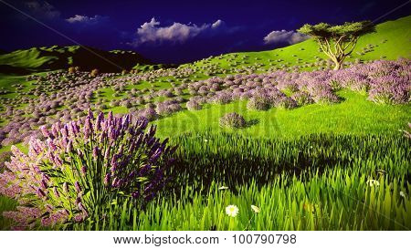 Lavender fields