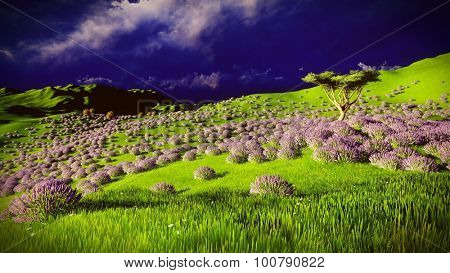 Lavender fields