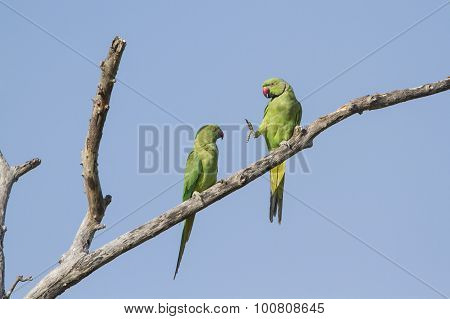 Rose-ringed Parakeet In Arugam Bay Lagoon, Sri Lanka