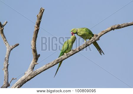 Rose-ringed Parakeet In Arugam Bay Lagoon, Sri Lanka