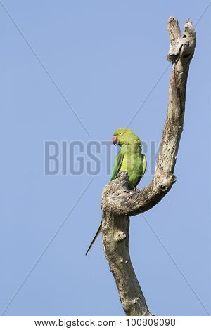 Rose-ringed Parakeet In Arugam Bay Lagoon, Sri Lanka