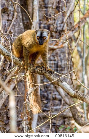 Red-fronted Lemur (eulemur Rufifrons)
