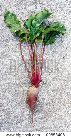 Fresh beetroot with leaves