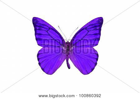 Orange Albatross Butterfly (appias Nero)