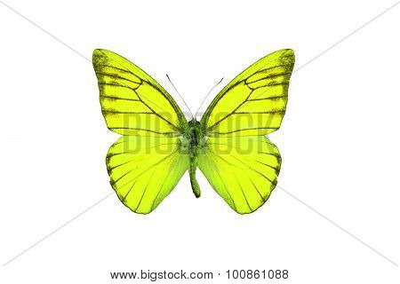 Orange Albatross Butterfly (appias Nero)