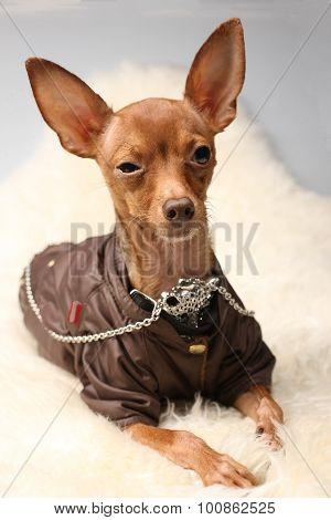 Cool Little Dog