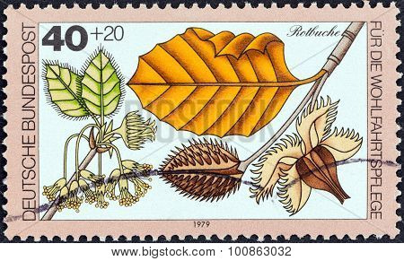 GERMANY - CIRCA 1979: A stamp printed in Germany shows Red beech