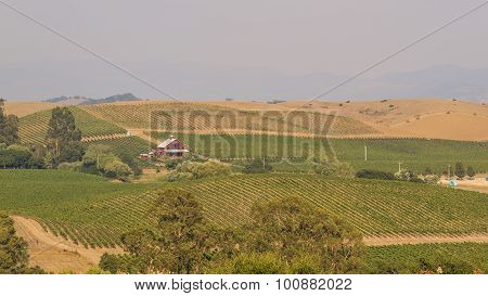 The Grapes Farm Of Napa Valley