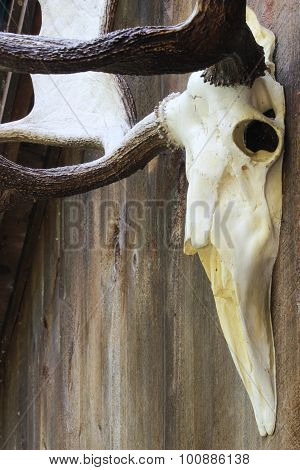 Moose Skull
