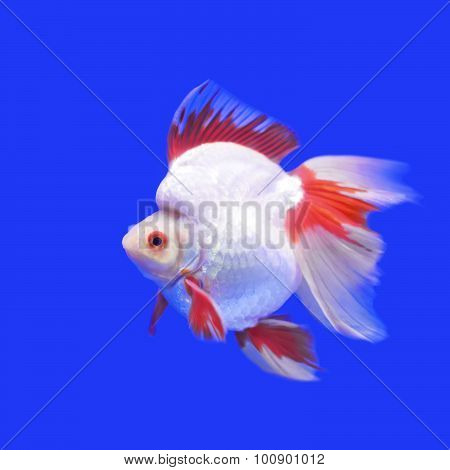 Beautiful Goldfish